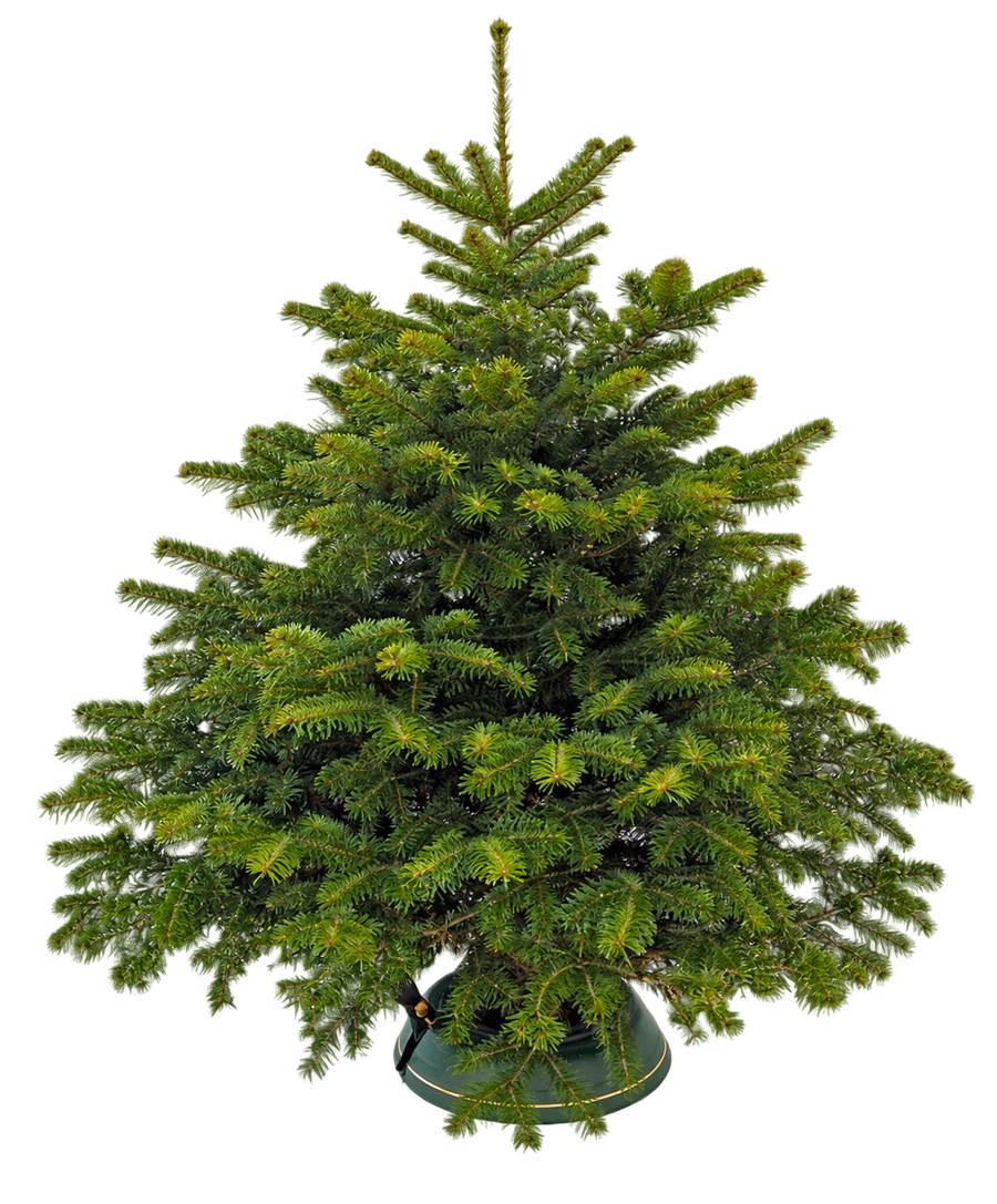Nordmann Kerstboom - 150 tot 175cm, klein