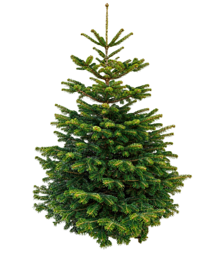 Nordmann Kerstboom - 175 tot 200cm, middel