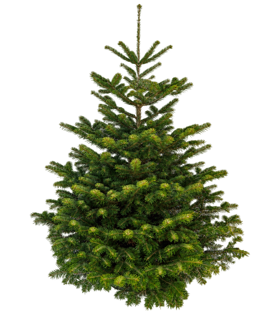 Nordmann Kerstboom - 200 tot 225cm, groot