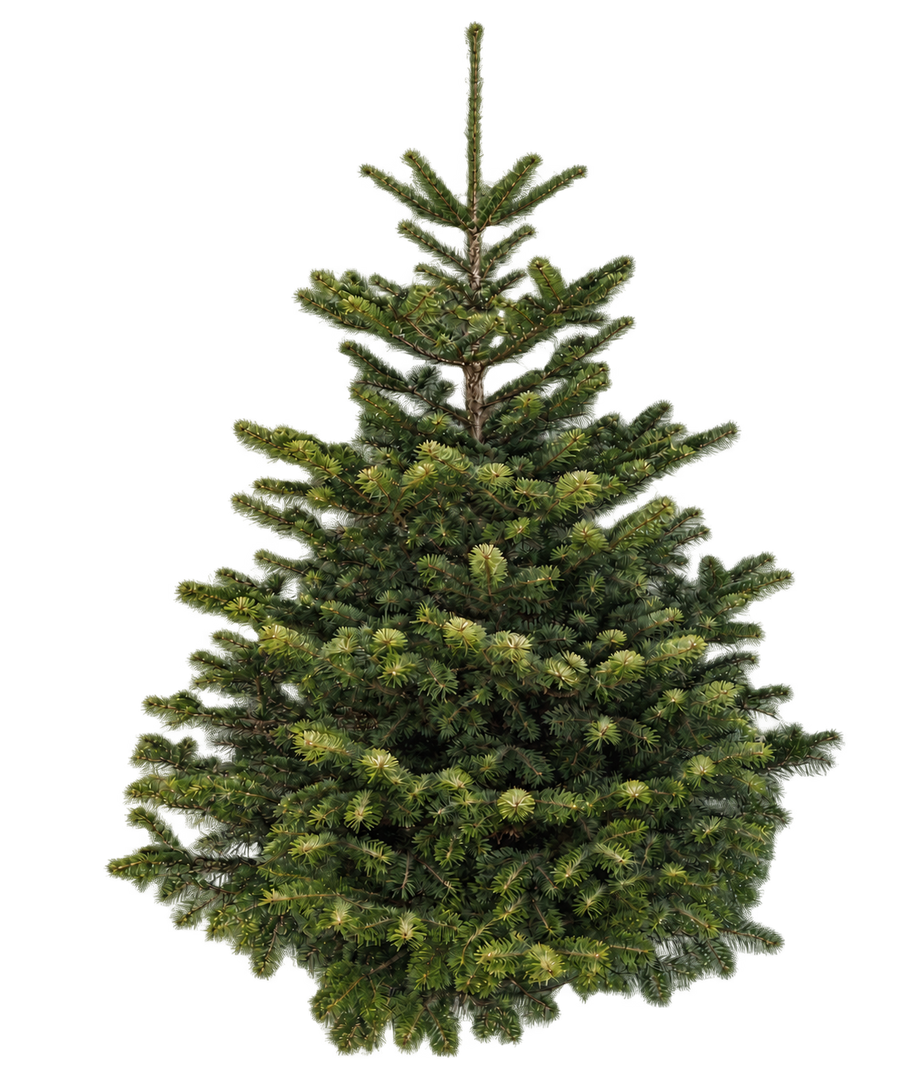 Nordmann Kerstboom - 225 tot 250cm, extra groot