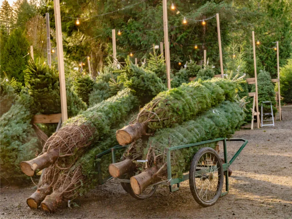 Omdat kerst thuis begint