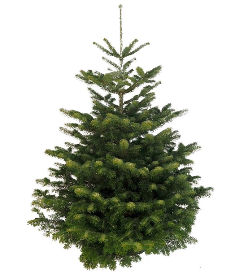 Nordmann Kerstboom - 225 tot 250cm