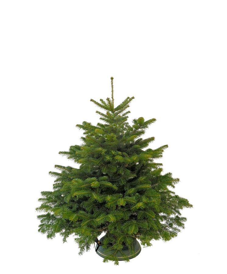 Nordmann Kerstboom - 150 tot 175cm