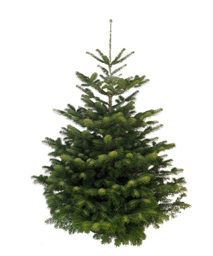 Nordmann Kerstboom - 200 tot 225cm