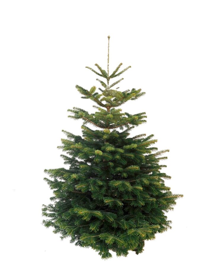 Nordmann Kerstboom - 175 tot 200cm
