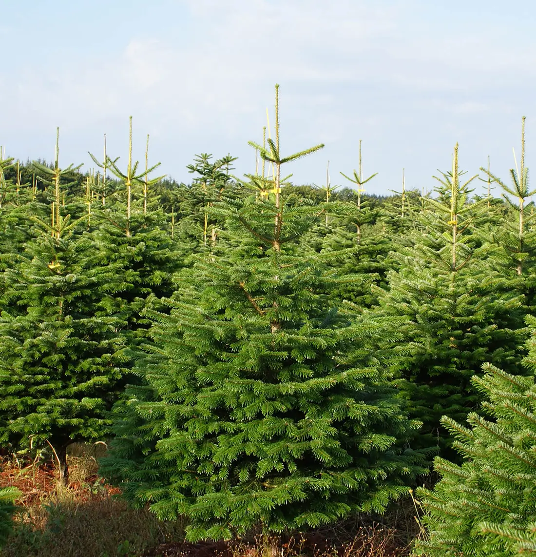 munitie organiseren halen Luxe Nordmann kerstboom - House of Trees