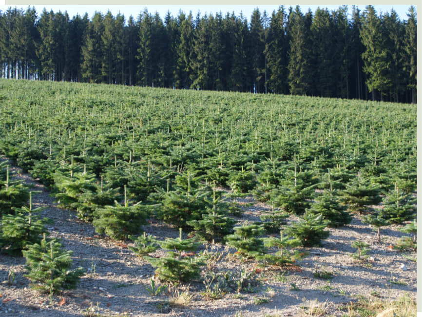 Kerstboom kopen